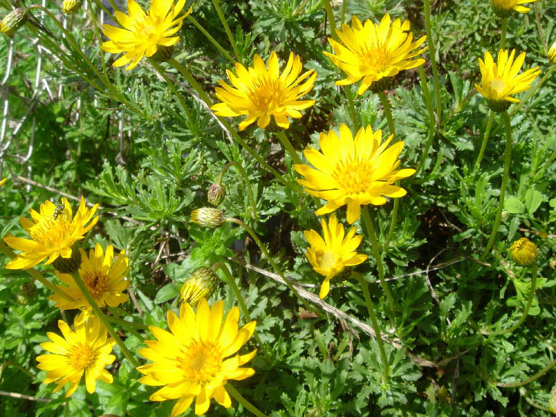 Haplopappus glutinosus photo